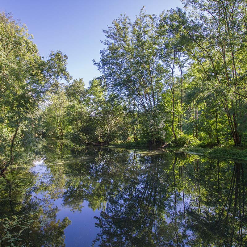 Boisements rivulaires, habitats à Vison d’Europe - LIFE Vison