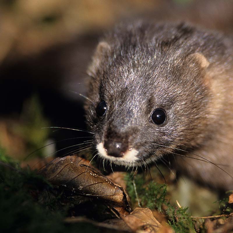 European mink - LIFE Vison