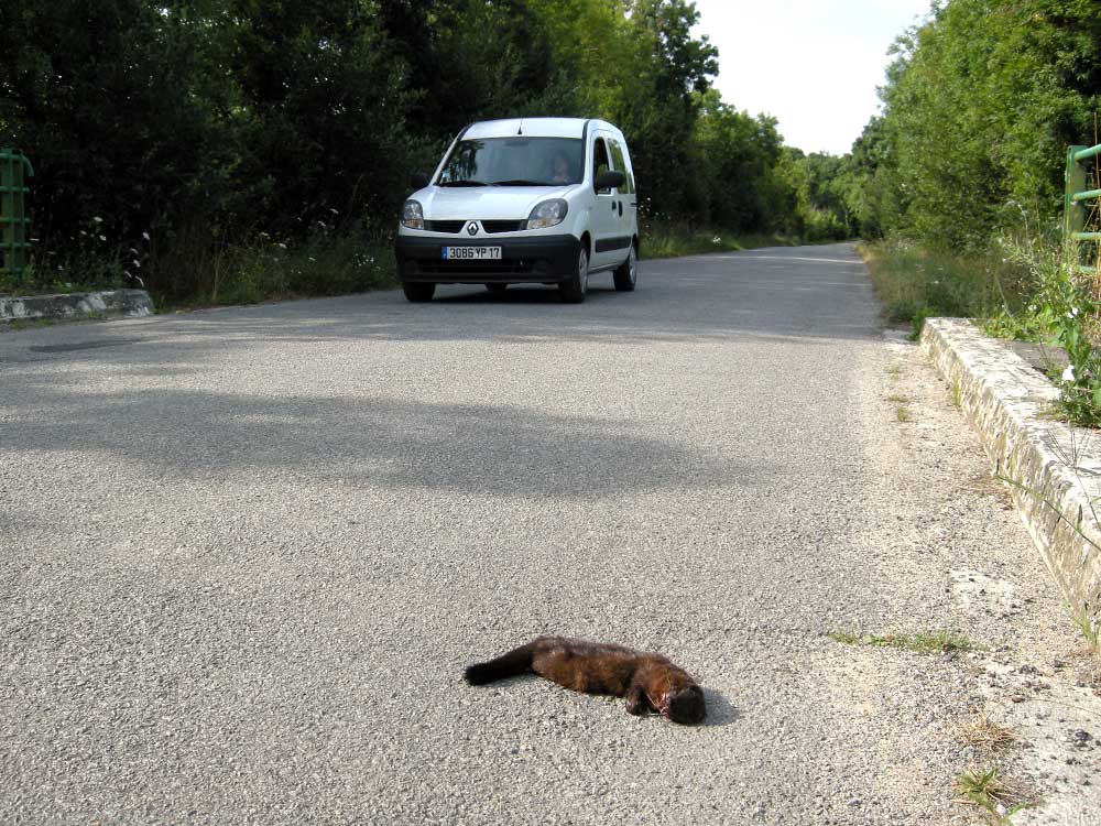 petit mustélidé victime d’une collision routière, une des principales menaces pesant sur le Vison d’Europe