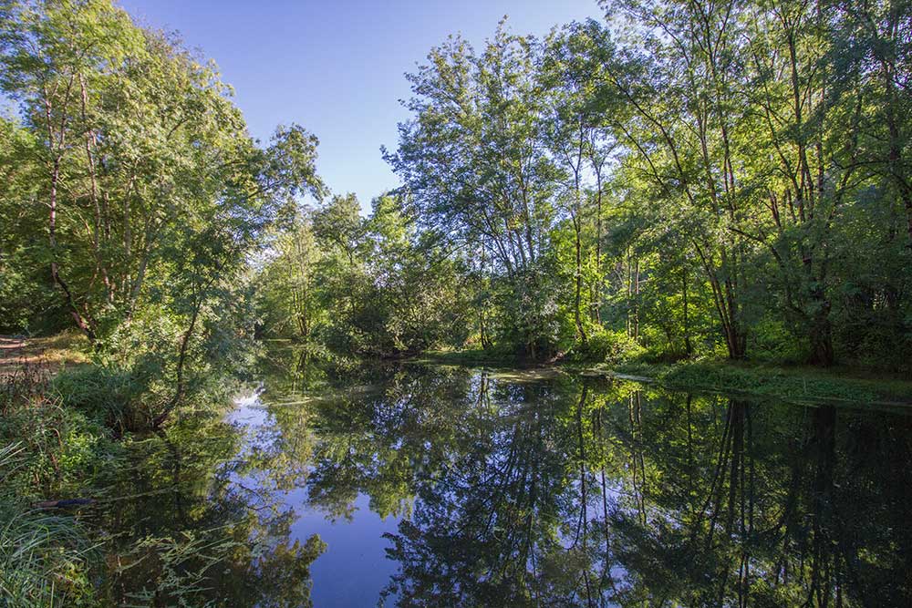 boisements rivulaires, habitats fréquentés par le Vison d’Europe