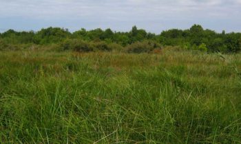 Restoration of 4 hectares of suitable habitats for the European mink in the Anglade marsh!