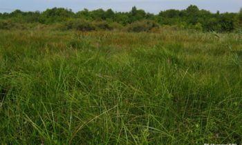 4 hectares d’habitats favorables au Vison d’Europe en cours de restauration dans le marais de l’Anglade !