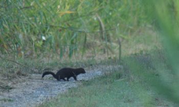 Un Vison d’Europe aperçu et photographié dans les marais de Rochefort !