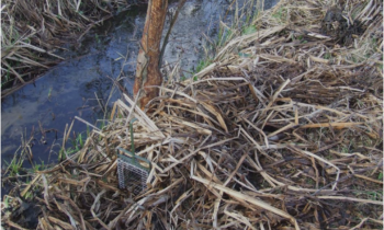 Resumption of the trapping sessions for the European mink