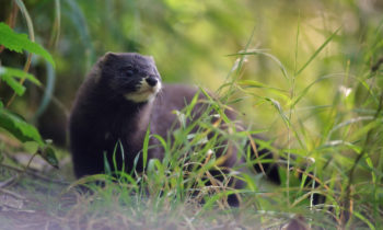 A new mink, named Roumia, identified in the marshes of Rochefort