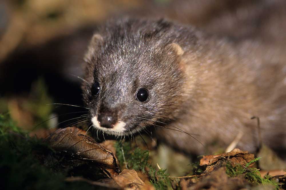 LIFE Vison : ecology of the European mink, where it lives? What is its ...