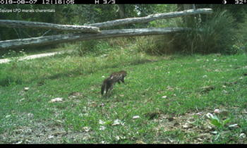 European Mink seen on several occasions in the Rochefort marshes !