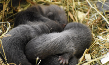 Birth of four European Minks in the Zoodyssée conservatory!