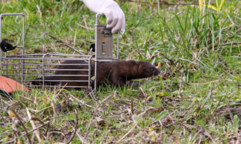 Two minks identified in the Rochefort marshes during the fall 2019 campaigns