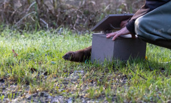 First telemetric monitoring of European mink as part of LIFE VISON