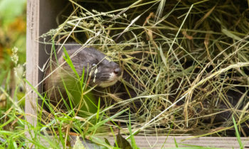 Two new European mink captured and followed by radio-tracking on the Charente river
