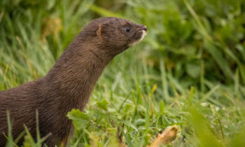 Two other mink equipped with radio tracking transmitters in the last few days