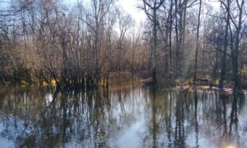 A pike spawning ground restored in Jarnac !