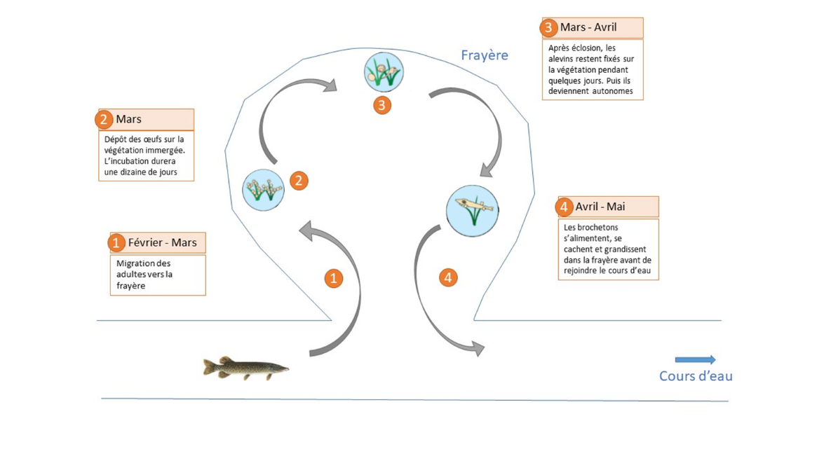 Cycle biologique du brochet